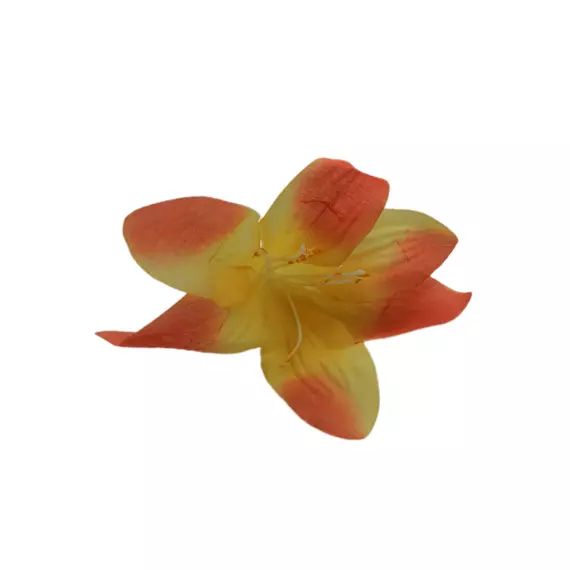 Amaryllis 8 cm Vanília