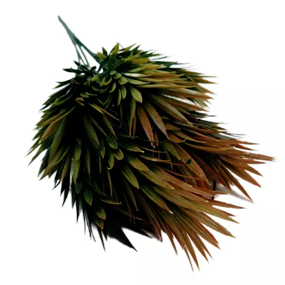 Pampafű 30 cm Zöldes-barna
