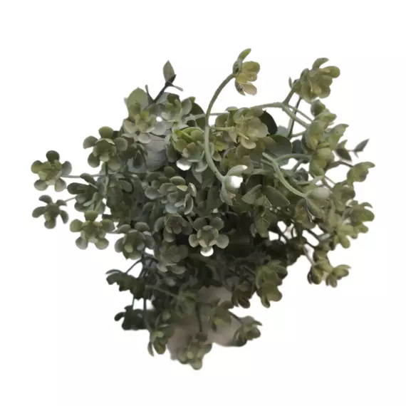 Virágos rezgő 30 cm Hamvas zöld