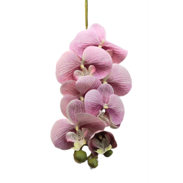 Gumi orchidea 7 db nagy virágú 9-11 cm Rózsaszín eres