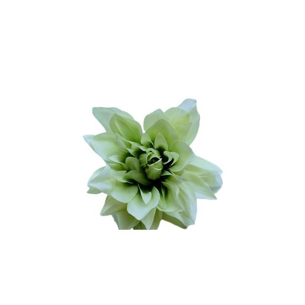 Fejvirág 10-11 cm Menta 