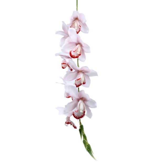 Szatén orchidea 80 cm 8 virág 9-10 cm Rózsaszín 
