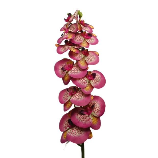 Gumi orchidea egyenes 80 cm 9 virágú 7-8 cm Bordó szélű pöttyös 