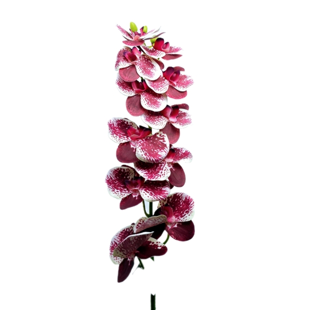 Gumi orchidea egyenes 80 cm 9 virágú 7-8 cm Bordó foltos 