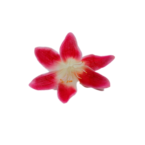 Amaryllis 8 cm Krém-élénk rózsaszín 