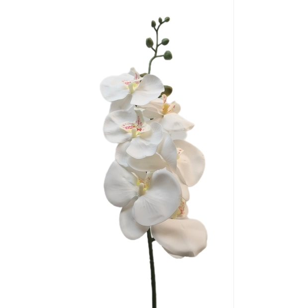 Gumi orchidea 6 db 10cm virággal Fehér