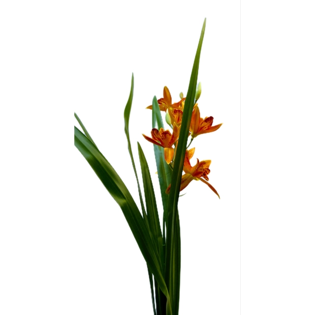 Fordított orchidea 8 db szatén virág gumi levéllel 70 cm Narancs