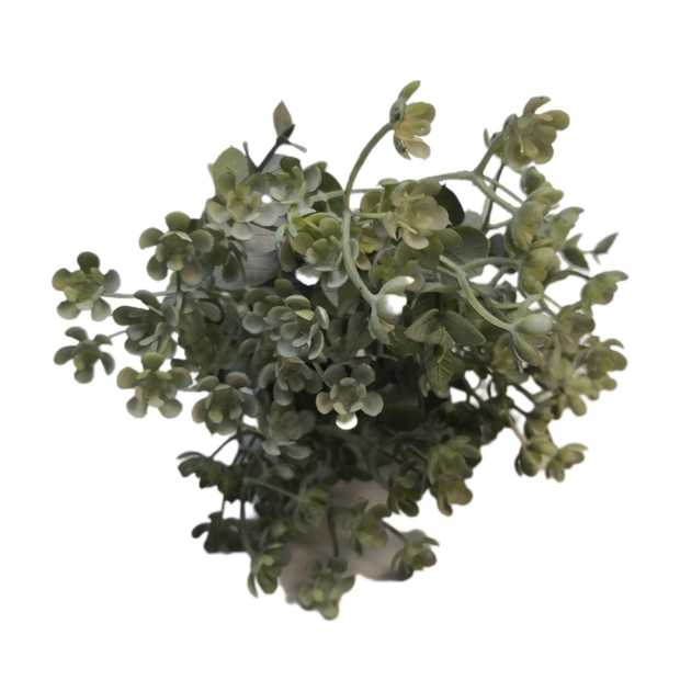 Virágos rezgő 30 cm Hamvas zöld