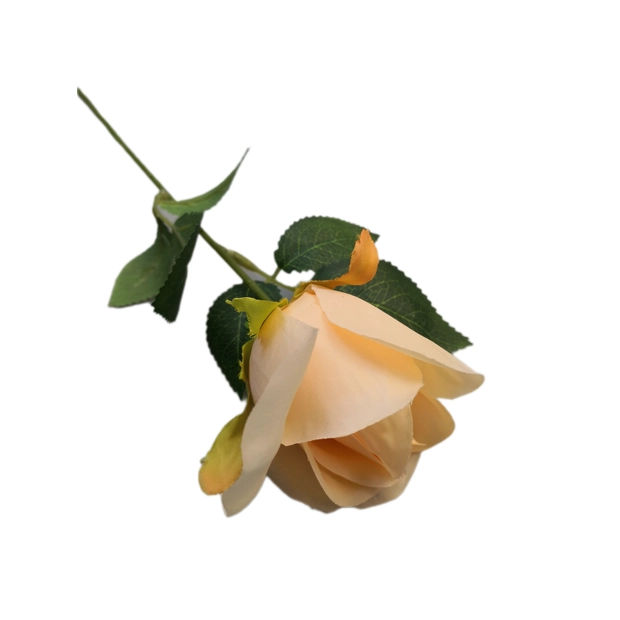 Szálas rózsa 50 cm Barack