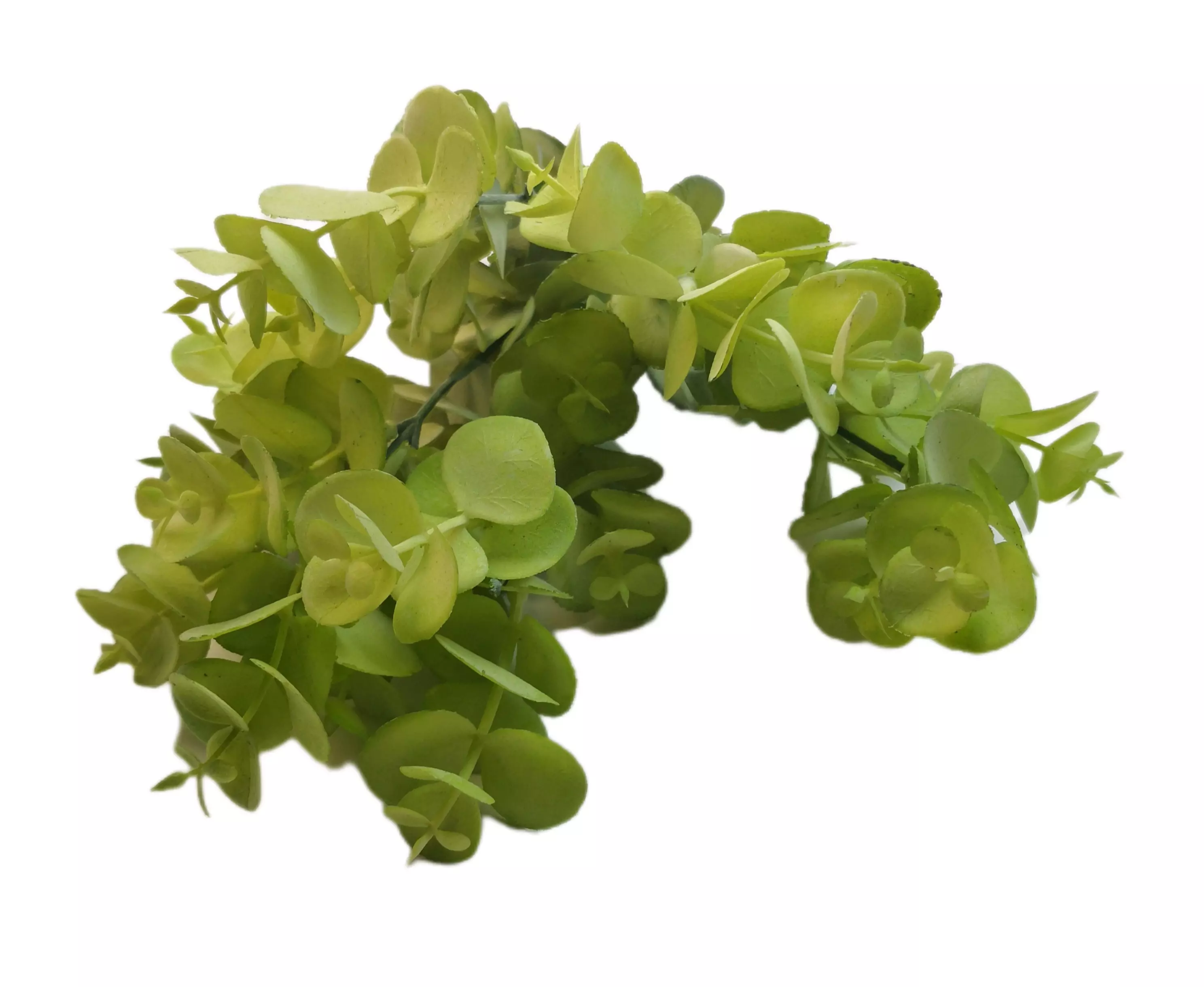 Színes kerek levelű 30 cm Zöld