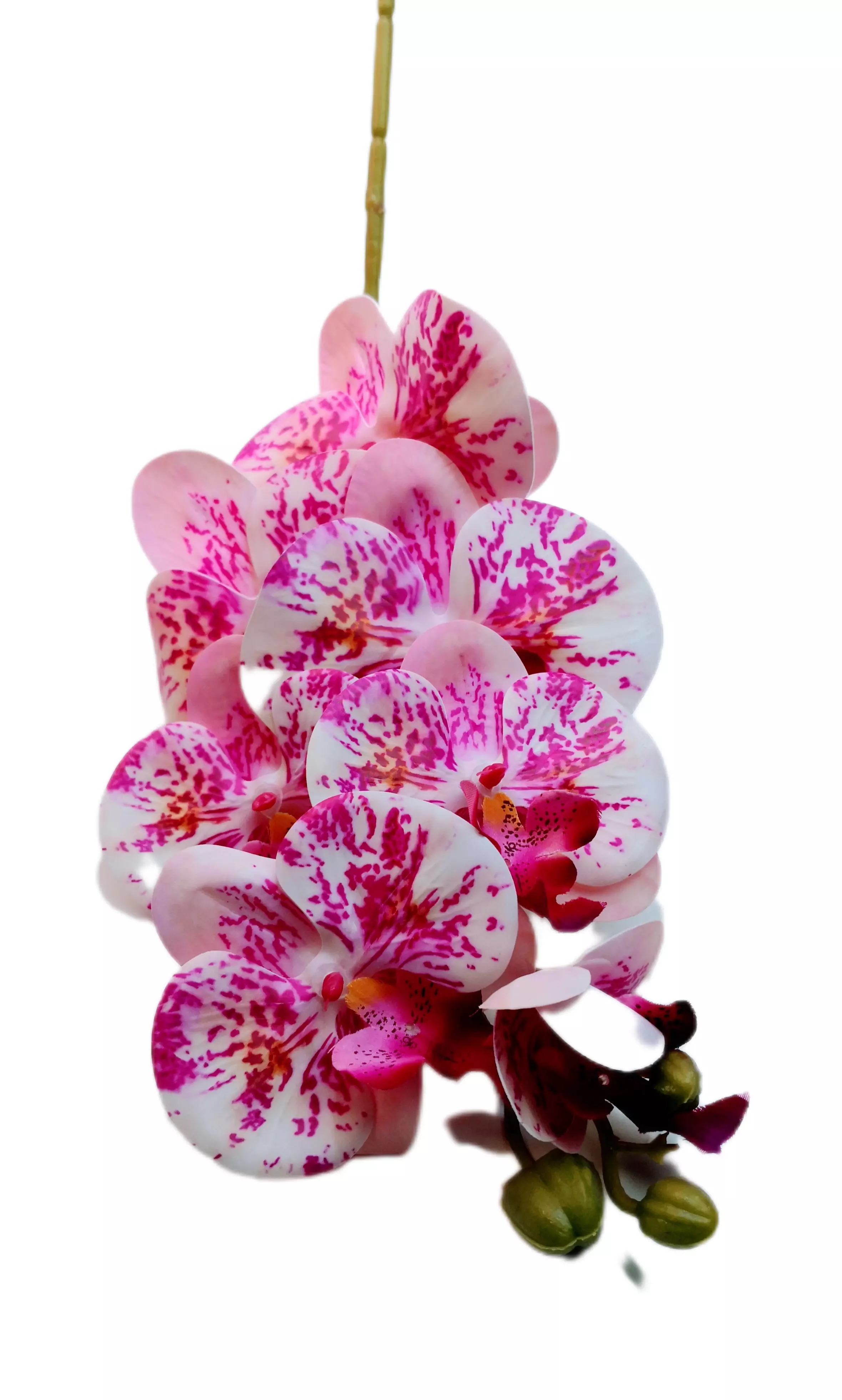 Gumi orchidea 7 db nagy virágú 9-11 cm Lila foltos 