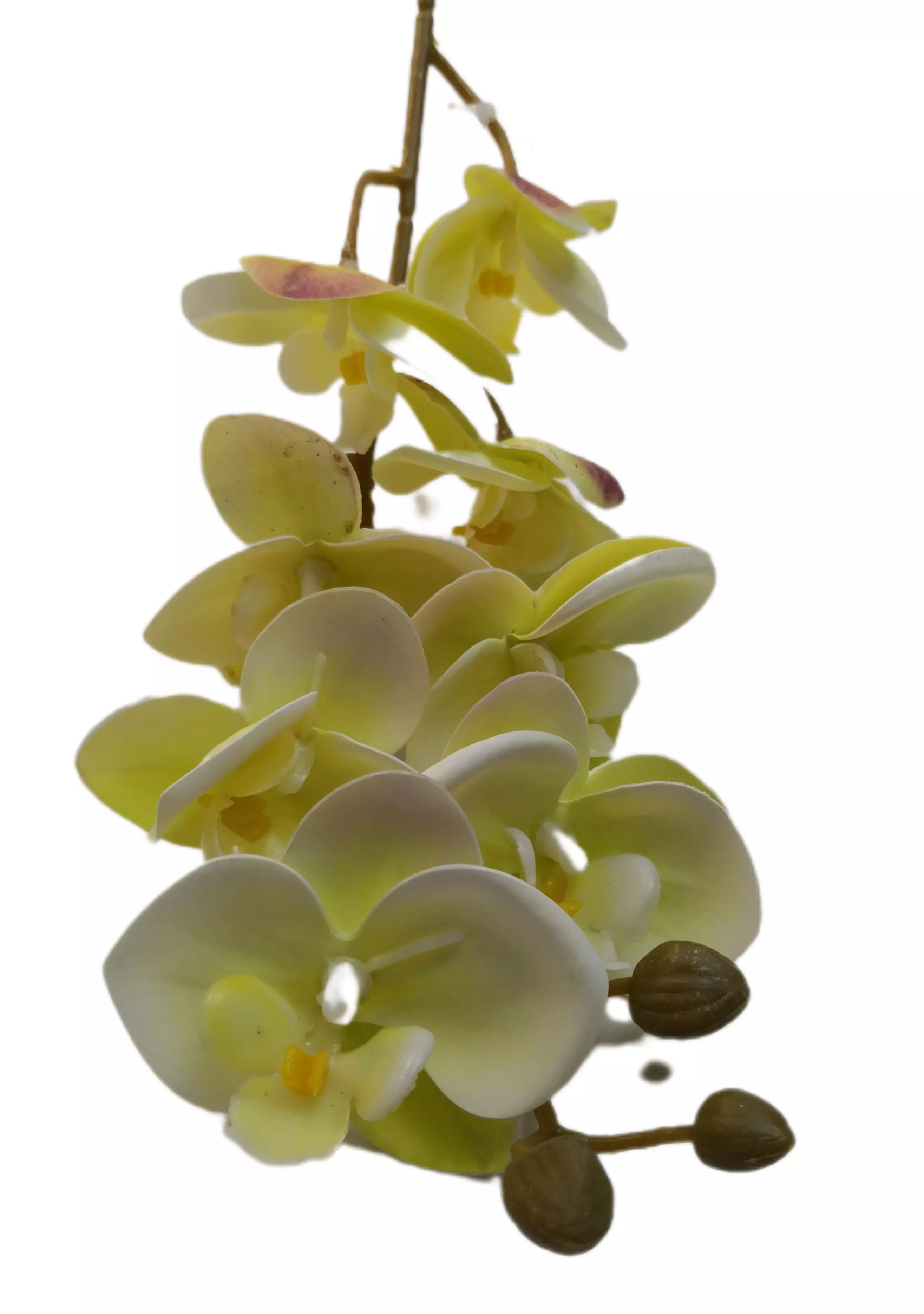Gumi orchidea 80 cm 8 db 6,5 cm fej Közepes 010
