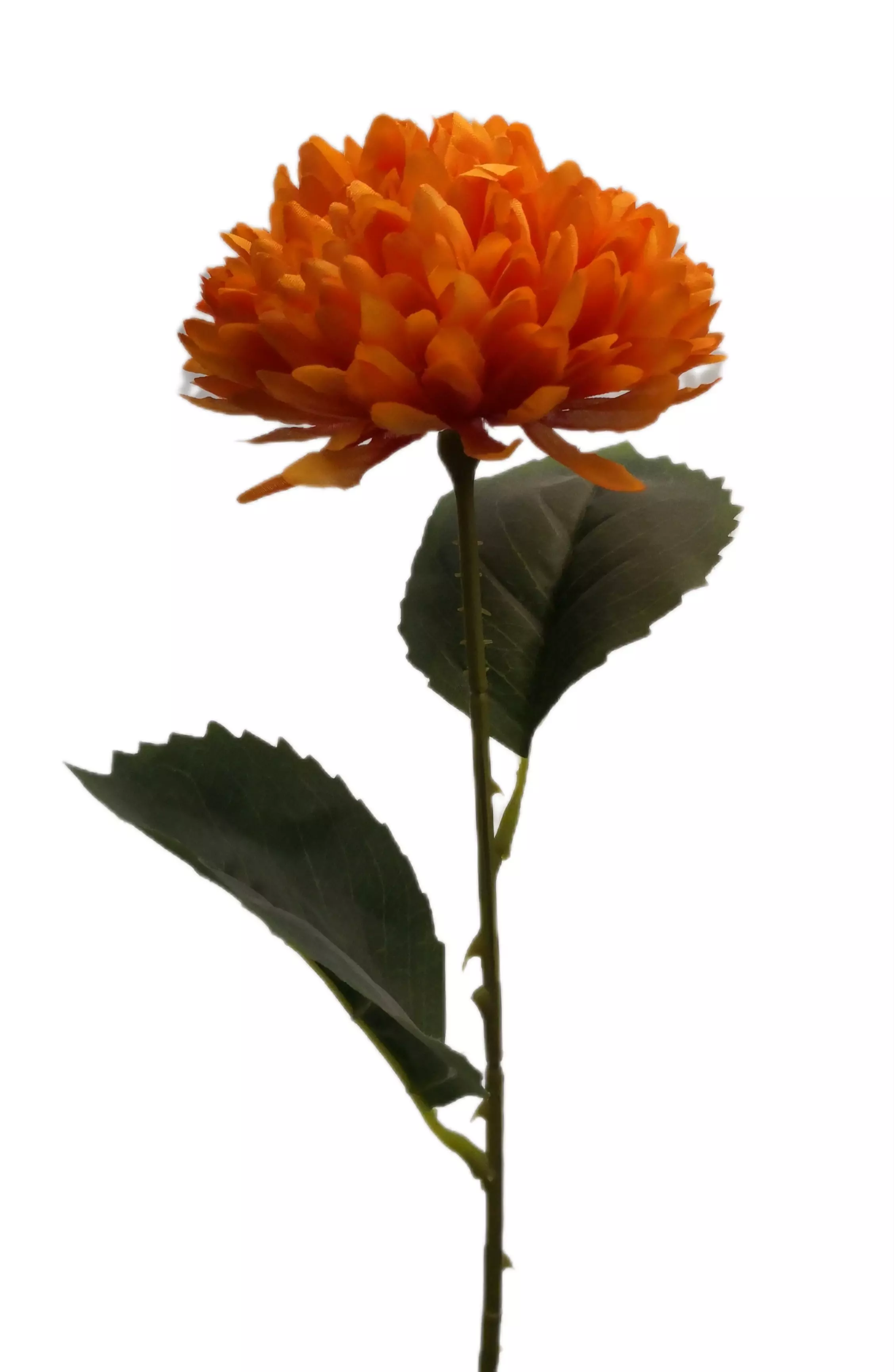 Krizantém szálas 55 cm Narancs