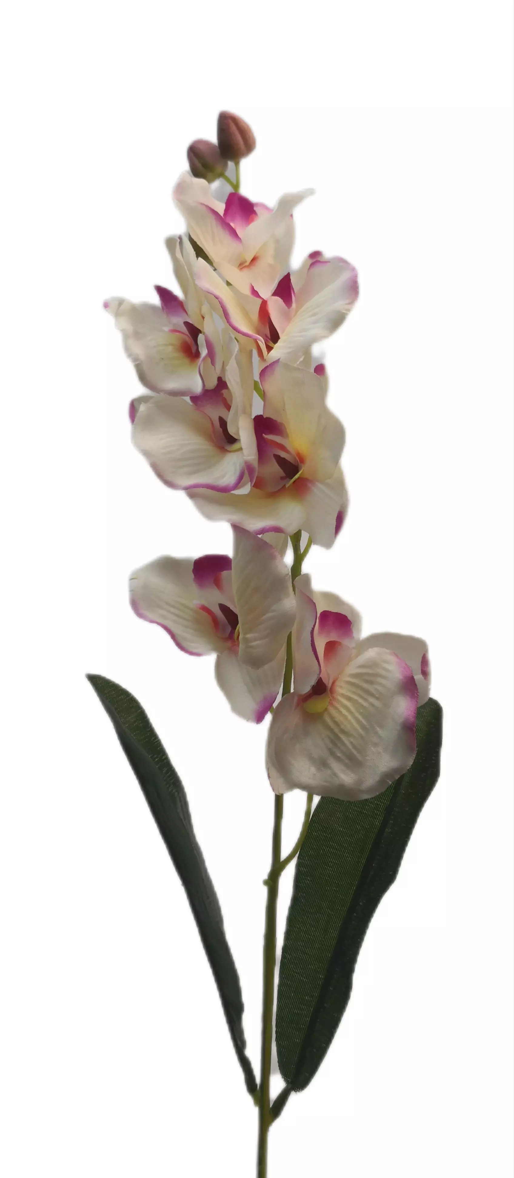 Szatén orchidea 65 cm Krém-cirmos