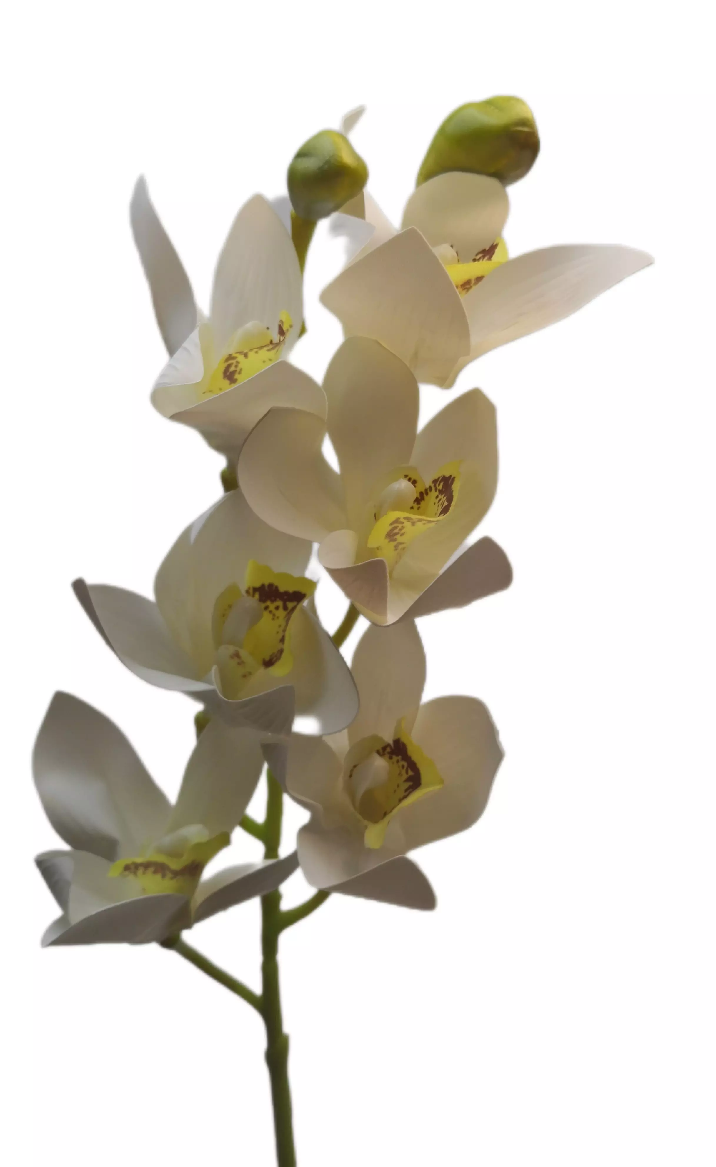 Csónak gumi orchidea 75 cm 6 virágú