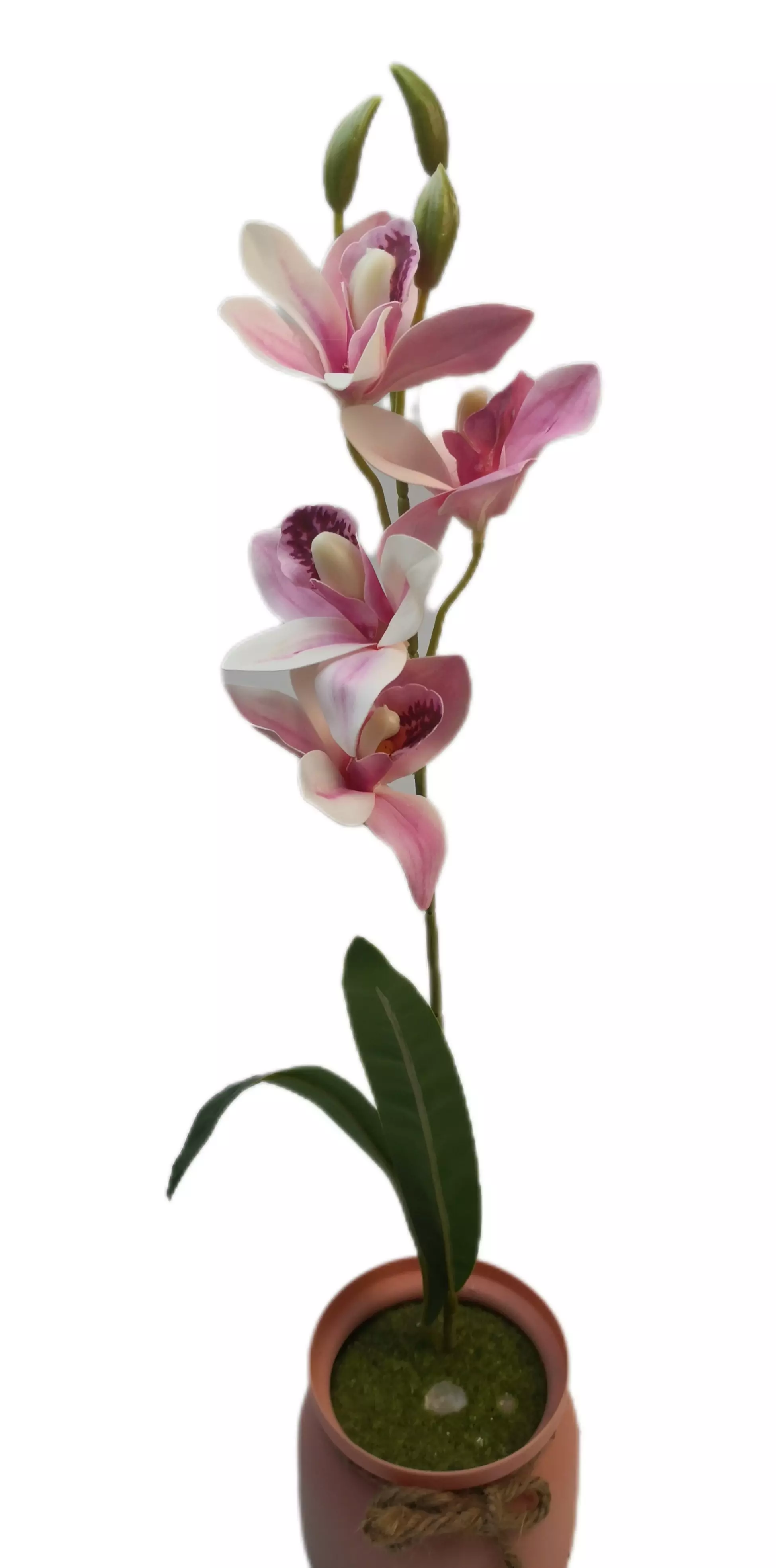 Csónakorchidea gumi , gumi levél 45 cm  4 virágú 7 cm 01