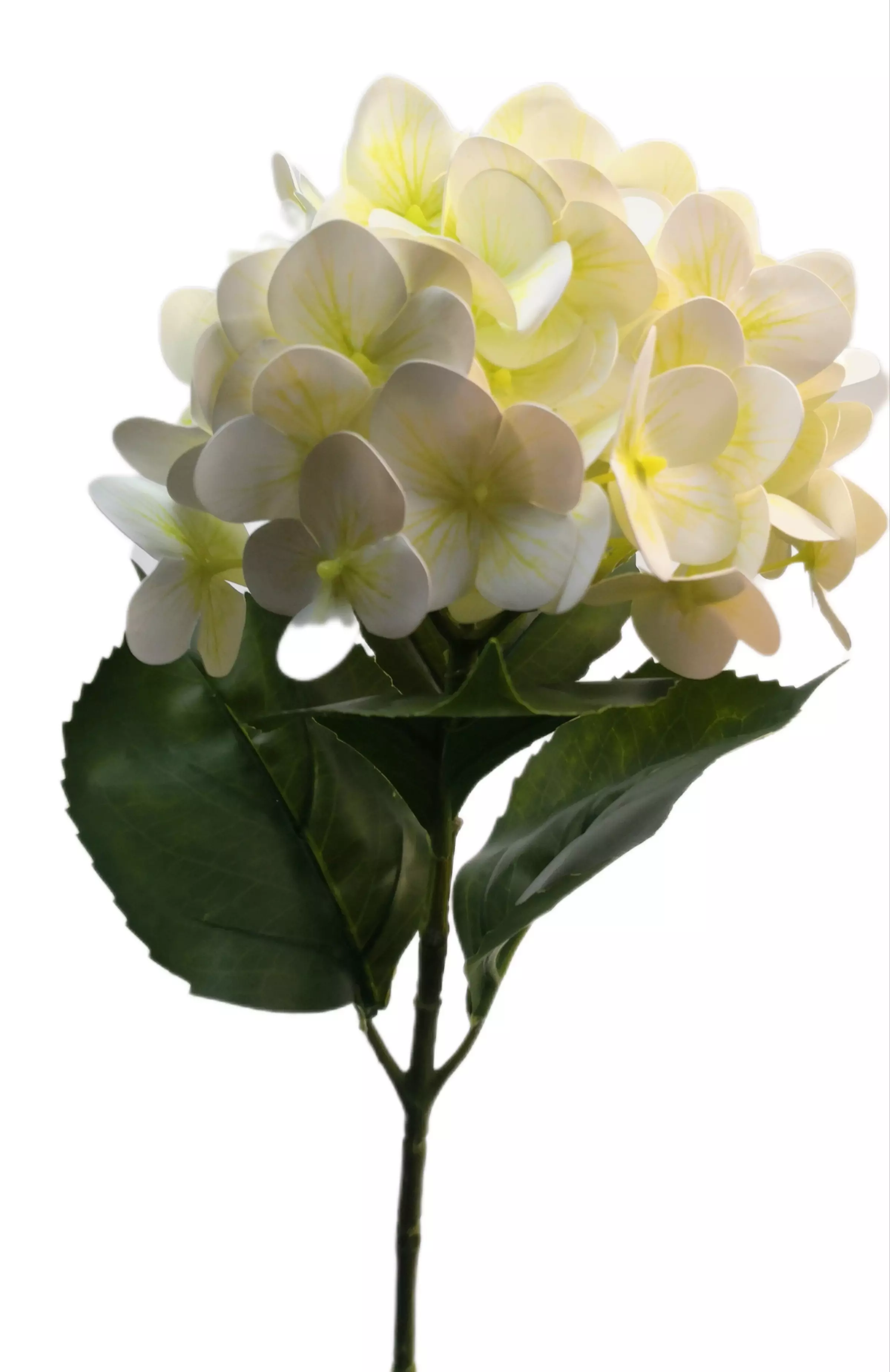 Gumi Hortenzia 65 cm Krém-fehér 01