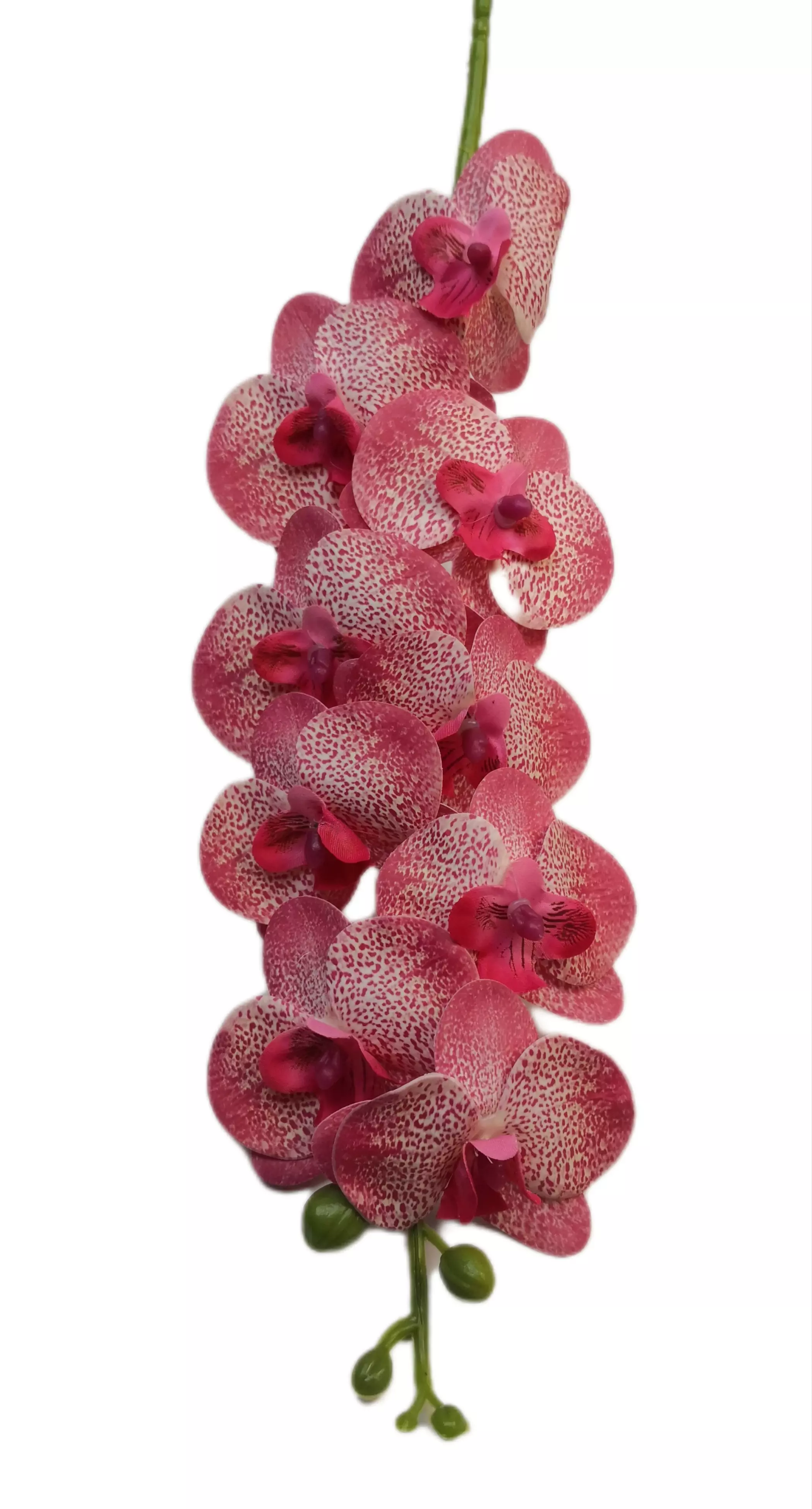 Gumi orchidea egyenes 80 cm 9 virágú 7-8 cm Koráll pöttyös 