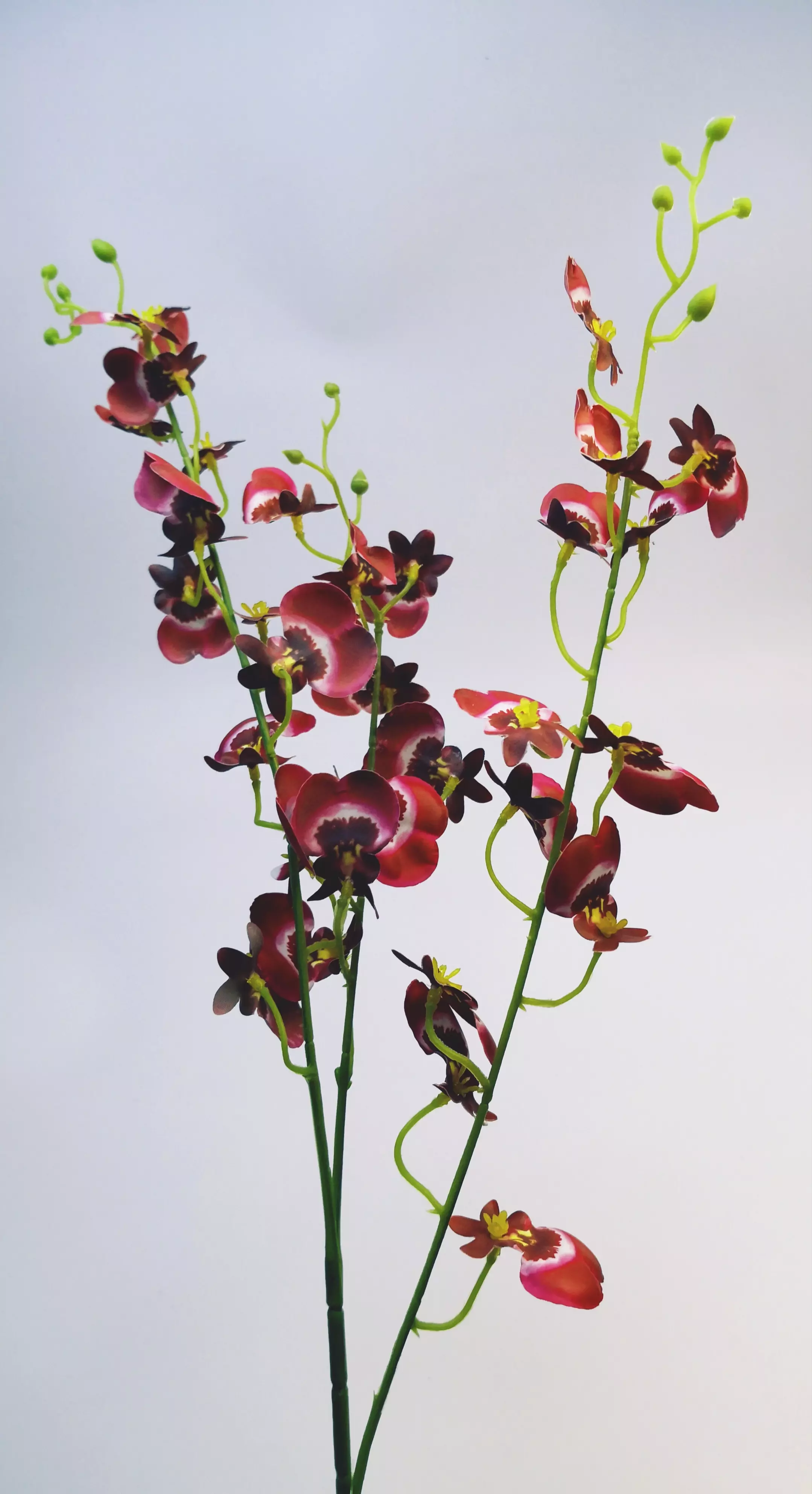 Gumi orchidea kis virágú 85 cm 32 virág 3-4 cm Bordó cirmos