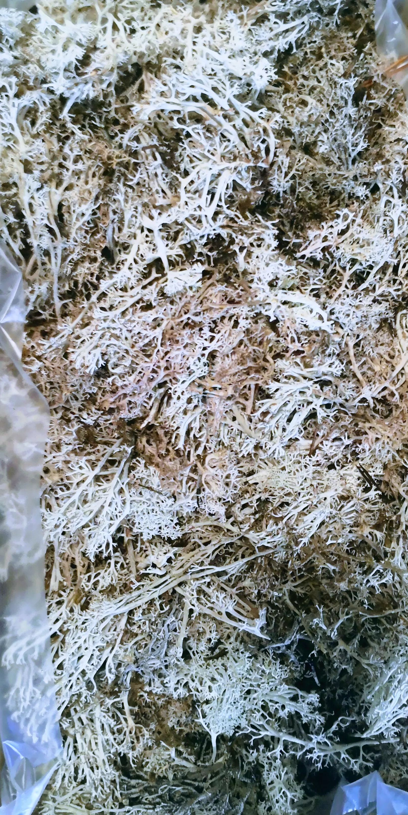 Korall zuzmó izlandi 0,5 kg Hamvas 