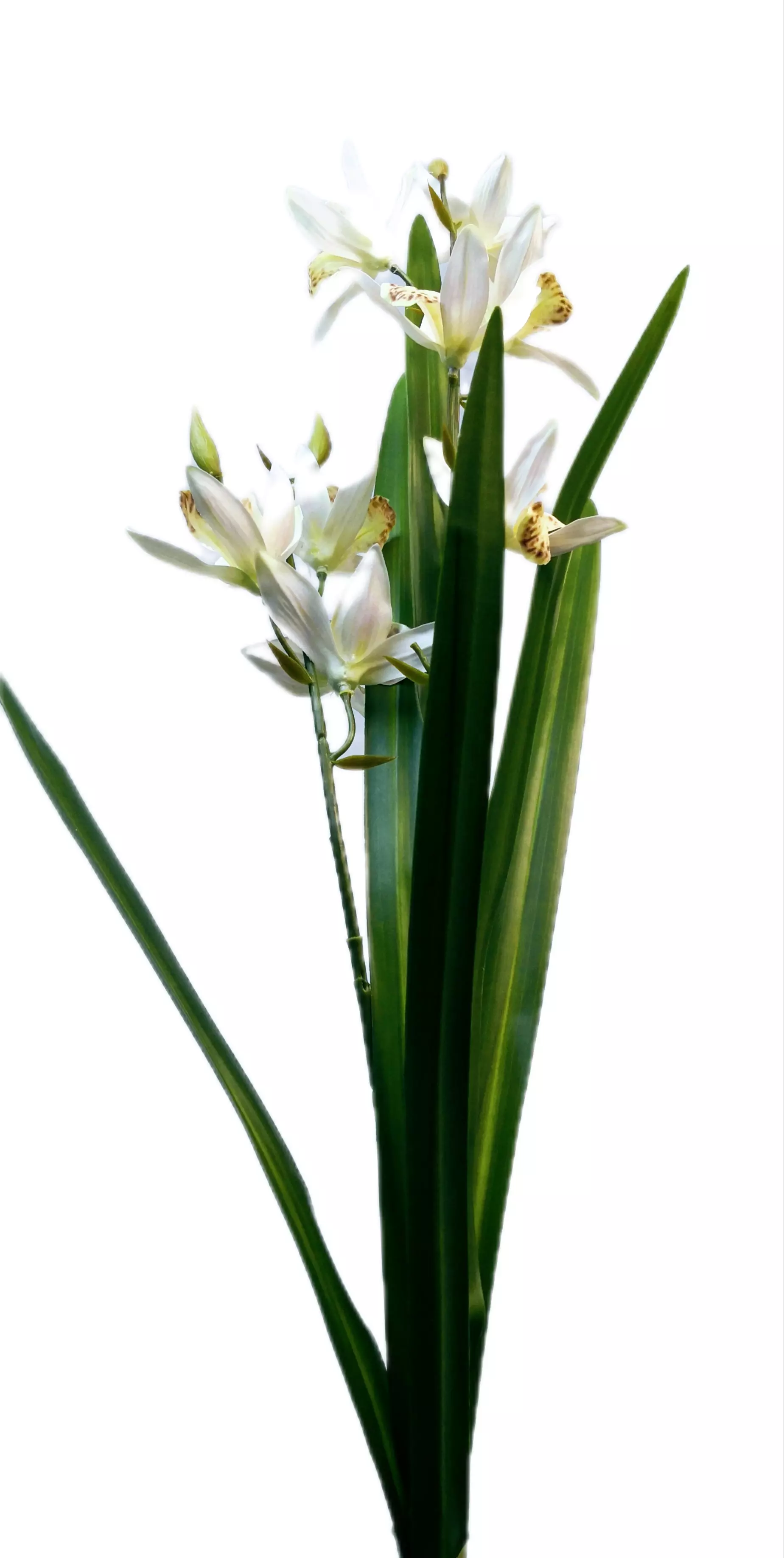 Fordított orchidea 8 db szatén virág gumi levéllel 70 cm Fehér
