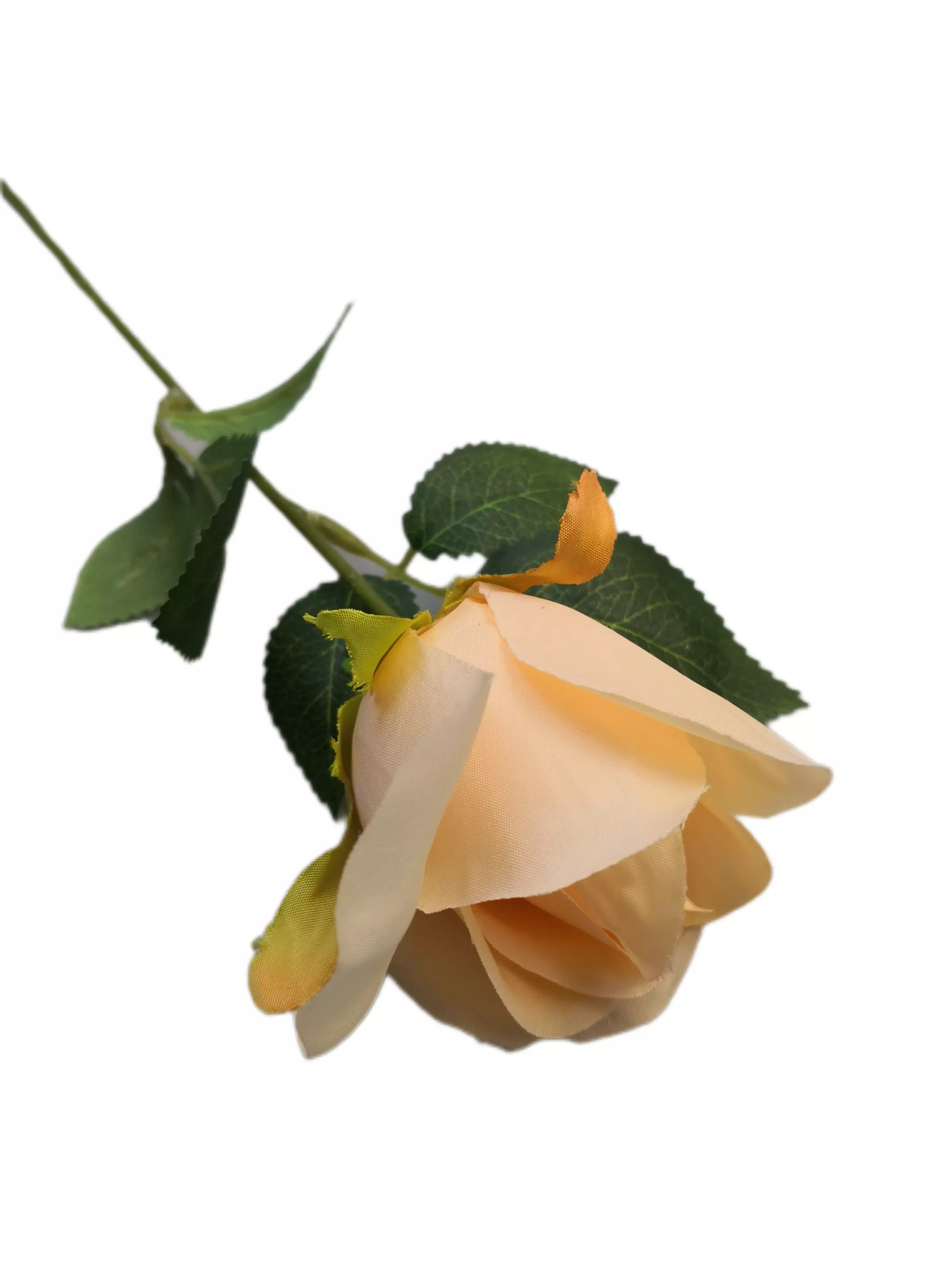 Szálas rózsa 50 cm Barack