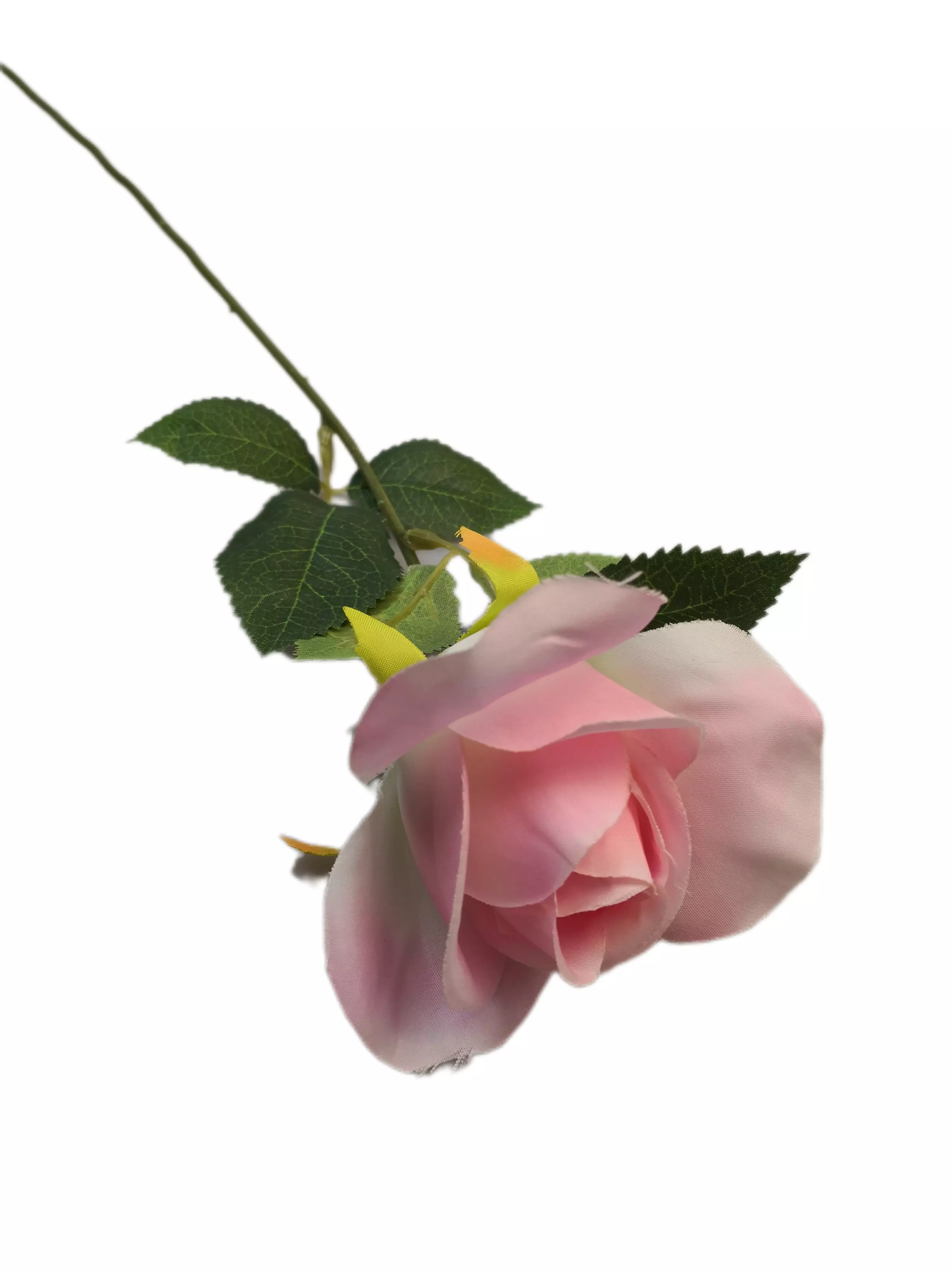 Szálas rózsa 50 cm  Rózsaszín